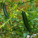 Green Finger Lime Tree Live, 1-2ft Tall, Citrus Plant 1 Gallon Pot, Finger Lime Citrus Tree, Well Rooted Fruit Plant