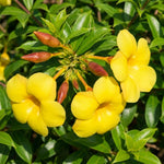 Set of 2 Yellow Allamanda Plant Live, Allamanda Plant, Ornamental Flowering Vine Plants for Outdoor Gardens, No Pot