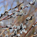 Set 2 Willow Plants Live Bare Root 1-2 Feet Tall, Dormant Willow Live Plants for Outdoor Garden Landscaping (Pussy Willow)