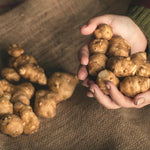 Set of 10 Jerusalem Artichoke Roots for Growing, Sunchoke Tubers, Edible Garden Vegetable for Outdoor Growing