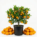 Mandarin Orange Tree, Sweet Seedless Mandarin Plants Live, 1.5 Years Old Tree, Fragrant Citrus Trees for Patio and Outdoor Garden