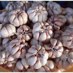 1 Pound Garlic for Planting in Spring Softneck, 5-6 Large Garlic Bulbs for Planting, Fresh and High Yield Bulb Variety Pack, Hardy and Fast Growing
