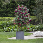2 Mix Fuchsia Live Plants 4-7'' Tall, Hardy Hanging Basket Flower Plant, Shade Loving Blooming Fuchsia Starter Plants