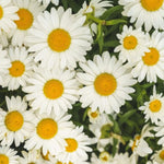 White Daisy Plants Live for Planting, 3 to 6 Inch Tall Daisy Perennial Live Plant Outdoor Garden, White Daisies Plant
