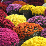 3 Hardy Chrysanthemum Plants Live, Mixed Mums Plants Live, 5 to 7 Inc Tall, Chrysanthemum Flowers Perennials Gardening Outdoor