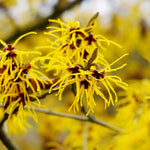 Yellow Witch Hazel Tree Shrub Flowering Bushes Witch Hazel Plants Tree in Quart Pot, 6 to 12 Inc Tall Live Plants, Witch Hazel Plants