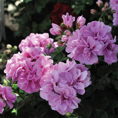 2 Lavender Geranium Plants Live, Vibrant Blooms, Hardy Perennial Geranium Flowers 4-8 Inches, Indoor Outdoor Planting