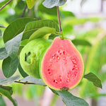 5-8 Inch Pink Guava Tree - Live Plant, Sweet Tropical Fruit for Home Gardens Indoor Outdoor Growing