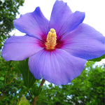 Set of 7 Purple Hibiscus Cuttings, Hibiscus Flowers Plants, Tropical Flower Plant for Outdoor Gardening