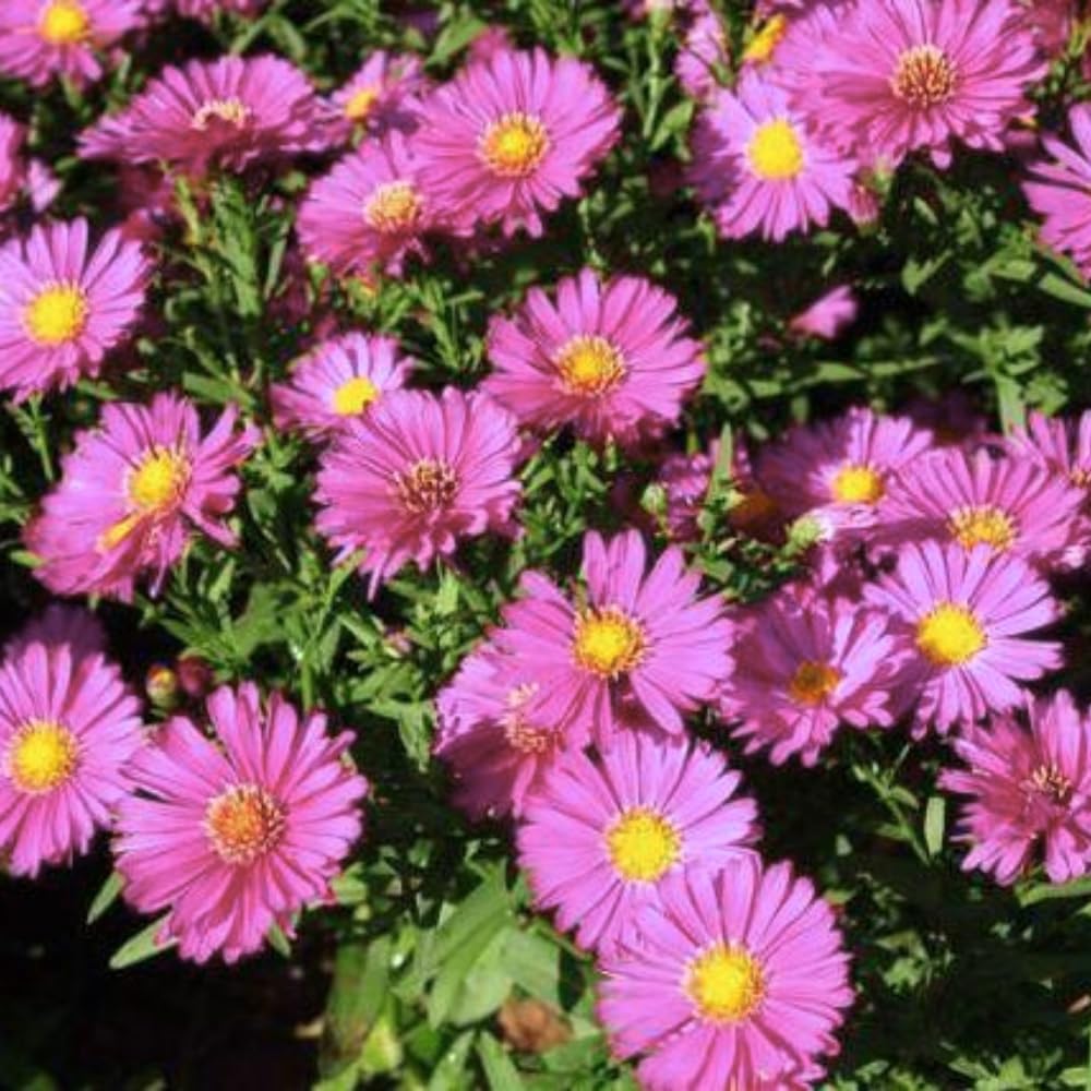 Aster Live Plant, Aster Plant Live, Perennial Asters Plants, Vibrant Flower Blooms, 5-7 Inches in Height for Growing (Pink)