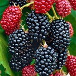 2 BlackBerry Plants Live for Planting, 4 to 8 Inch Height, BlackBerry Bush Live Plant, Sweet Blackberries Fruit Seedlings (Osage BlackBerry)