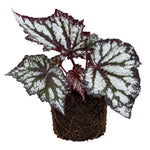 Summer Begonia Plant Live 4-6 Inches, Starter Begonia Well Rooted, Colorful Foliage Plant for Indoor Decor and Patio Pots