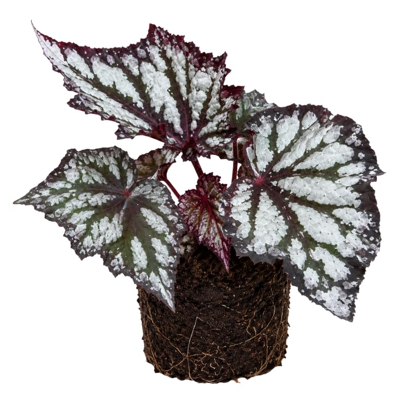 Summer Begonia Plant Live 4-6 Inches, Starter Begonia Well Rooted, Colorful Foliage Plant for Indoor Decor and Patio Pots