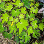 2 Live Begonia Angel Wing Maculata Set, Size 5-9 Inch Tall, River Polka Dot Begonia Plants, Indoor Outdoor Decorative Houseplants