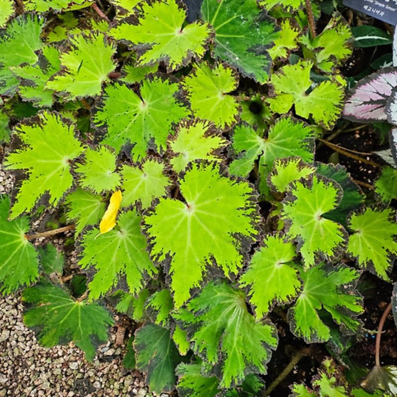2 Live Begonia Angel Wing Maculata Set, Size 5-9 Inch Tall, River Polka Dot Begonia Plants, Indoor Outdoor Decorative Houseplants