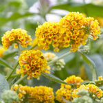 Yellow Buddleia Butterfly Bush Plant Live, 5-9" in Tall, No Pot, Perennial Bushes Ready to Plant in Spring Outdoor Gardening, Dormant in Winter