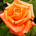 Rose Bush Live Plant, Heirloom Rose Plant Live for Planting, 5-10 Inch Tall, Fragrant Flowers Well Rooted Starter Plant, No Pot (Orange Rose)
