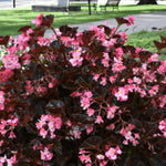 3 Packs Rose Bronze Leaf Begonia Angel Wing Maculata Live Plants, 5-9 Inch Tall, Indoor Outdoor Polka Dot Begonia