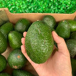 Live High-Yielding Avocado Tree Plant in 3 Gallon Pot, Cold Hardy Avocado Tree 2-3 Ft Tall, Ready to Bear Fruits