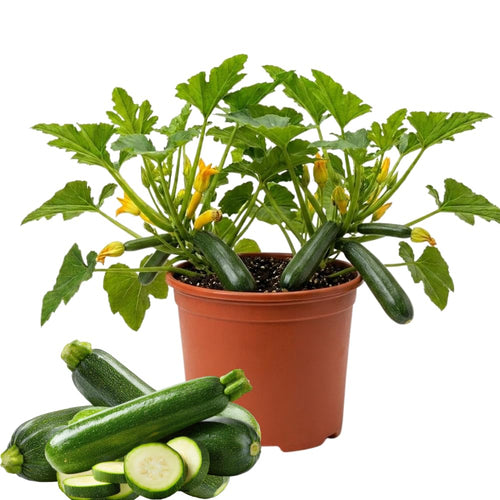 Set 2 Green Squash Zucchini Plants Live Vegetable Plant, 5-7''