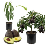 Live HASS Avocado Tree Plant in 3 Gallon Pot, Cold Hardy Avocado Tree 2-3 Ft Tall, Ready to Bear Fruits