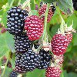 Pack 2 Thornless BlackBerry Plants Live to Grow 4 to 8 Inch Tall, BlackBerry Bush Live Plant, Sweet Blackberries Fruit Tree Indoor Outdoor (Von BlackBerry)