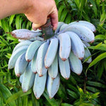 Ice Cream Banana Plant Live, Blue Banana Tree Live Plant 5 to 8 Inch Tall, Banana Fruit Seedling