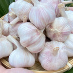 1 Pound Hard Neck Garlic for Planting in Spring, Music Garlic Bulb for Planting, Fresh and High Yield, Cold Hardy, Planting Softneck Hardneck