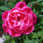 Deep Red Pink Rose Bush Live Plant, Rose Plant Live for Planting, 5-10 Inch Tall, Fragrant Flowers Well Rooted Starter Plant Indoor Outdoor
