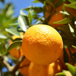 Live Seedless Mandarin Orange Tree, 1 to 2 Feet Tall, Sweet Citrus Tree for Container or Backyard Garden Growing