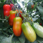 San Maranzo Tomato Live Plant, 2 Plant Per Pot, Red Tomato Plant 5-8" Tall