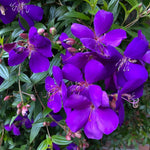 Lot 3 Purple Tibouchina Plants Live for Growing Indoor Outdoor 5 to 8 Inch Tall, Purple Princess Tibouchina Live Plant, Tibouchina Flower
