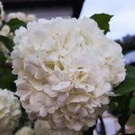Set 4 Japanese Snowball Viburnum Bush Plants Live Bare Roots, Hardy Viburnum Snowball Plant Live Bush, 12-20 Inches Tall, No Leaves