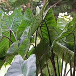 Set 2 Black Stem Colocasia Elephant Ear Plants Live 4–7 Inches Tall, Tropical Foliage Plants for Outdoor Garden, Large Leaf Plants for Patio, Containers or Landscape