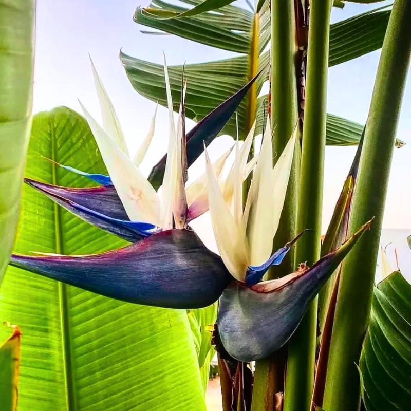 Set 4 White Bird of Paradise Plants Live, 4-8 Inch Tall Tropical Plants for Indoor Outdoor Growing