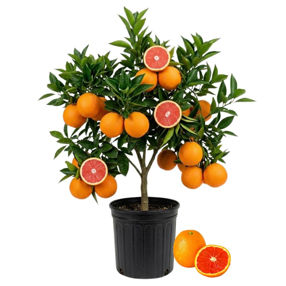 Red Navel Orange Live Plant in 1 Gallon Pot, Red Orange Tree 24-30 Inch Tall, Citrus Fruit Tree for Planting Outdoor Garden