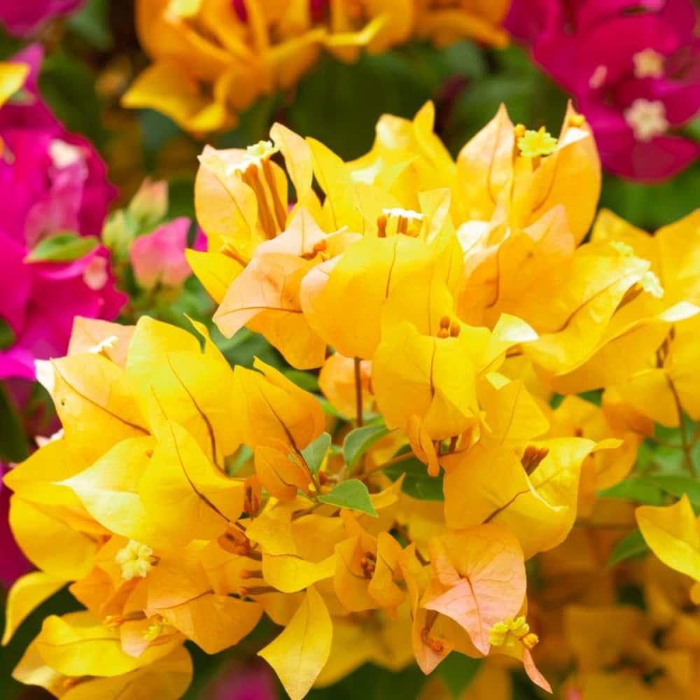 3 Bougainvillea Vine Plants, Bougainvillea Plants Live for Outdoor Landscaping and Containers, 4-7 Inch Tall Well-Rooted, No Pot (Gold Bougainvillea)