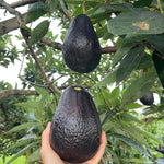 Live Early Season Avocado Tree Plant in 3 Gallon Pot, Cold Hardy Avocado Tree 2-3 Ft Tall, Ready to Bear Fruits