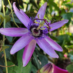 Pack 2 Passion Flower Plants, Lavender Passiflora Vine Flowering Plant 4-7 Inch Tall, Indoor Outdoor Planting