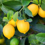 Set 2 Meyer Lemon Trees Live Plants, Size 2-4 Inch Tall, Fragrant Citrus Live Plant in 4" Pot, Yellow Lemon Fruit Seedling, White Flowers