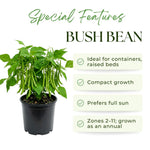 2 Bush Bean Plants Live, Green Bean Plant Live for Planting, 3-5 Inc Tall