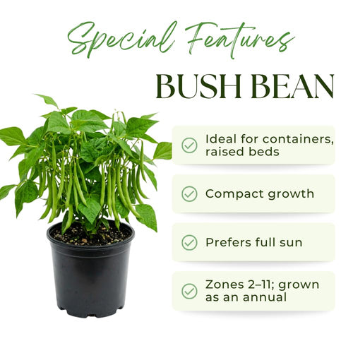 2 Bush Bean Plants Live, Green Bean Plant Live for Planting, 3-5 Inc Tall