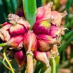 100 Walking Onion Seeds for Planting, Cold Hardy Perennial Onion Tree, Fast Growing for Spring Planting