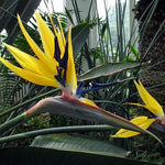 2 Yellow Bird of Paradise Live Plants, Strelitzia Reginae Well-Rooted Tropical Perennial Blooming, 5-9 Inches Houseplant Decor Indoor Outdoor, No Pot