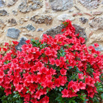 Red Azalea Live Plant, Rhododendron Flowering Shrub for Outdoor Planting, 10 Inches Tall, Hardy Azalea Bush for Landscape and Garden