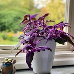 Set of 2 Live Gynura Purple Passion Plant, Royal Velvet Houseplant, 4-8 Inches Tall, Ready for Planting