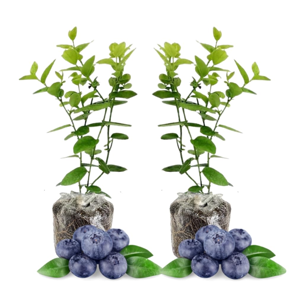 Pack 2 Blueberry Bush Live Plant, Blueberry Plants Live for Planting 5 to 9 Inch Height, Sweet Blueberries Tree Live Plant (Sunshine Blueberry)