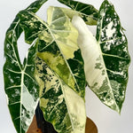 Pack 2 Frydek Variegated Alocasia Live Plant for Planting, Indoor Houseplant Alocasia Plant Live, 5 to 7 Inc Tall, Bare Root, Alocasia Colocasia Taro Plant for Ornamental Plants