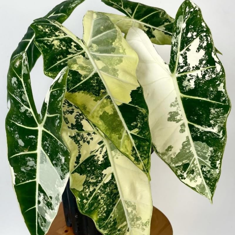 Pack 2 Frydek Variegated Alocasia Live Plant for Planting, Indoor Houseplant Alocasia Plant Live, 5 to 7 Inc Tall, Bare Root, Alocasia Colocasia Taro Plant for Ornamental Plants