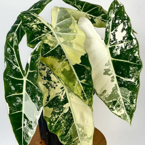 Pack 2 Frydek Variegated Alocasia Live Plant for Planting, Indoor Houseplant Alocasia Plant Live, 5 to 7 Inc Tall, Bare Root, Alocasia Colocasia Taro Plant for Ornamental Plants